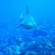50- Requin pointe noire sale gueule 
